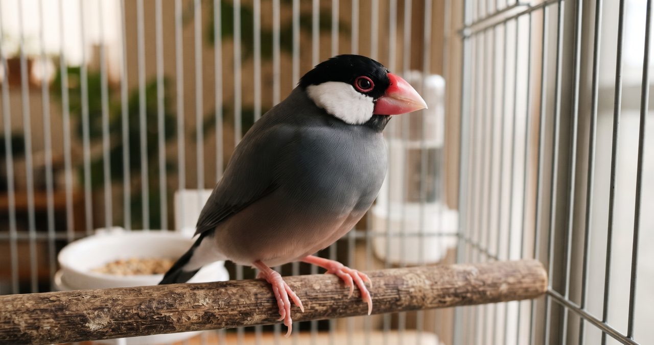 文鳥が止まり木にとまっている写真