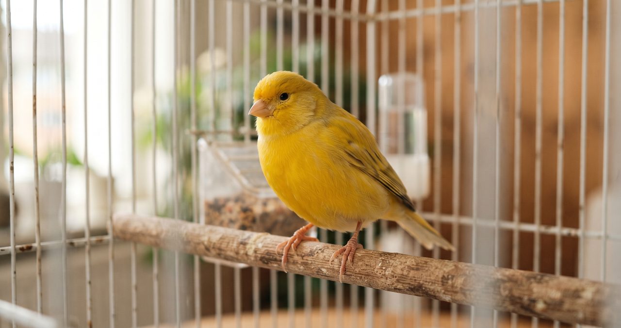 カナリアが止まり木にとまっている写真