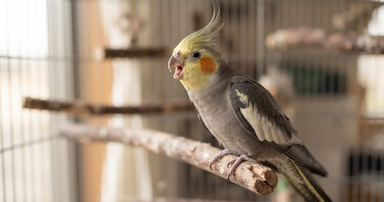 くちばしを開けて鳴いているオカメインコの写真