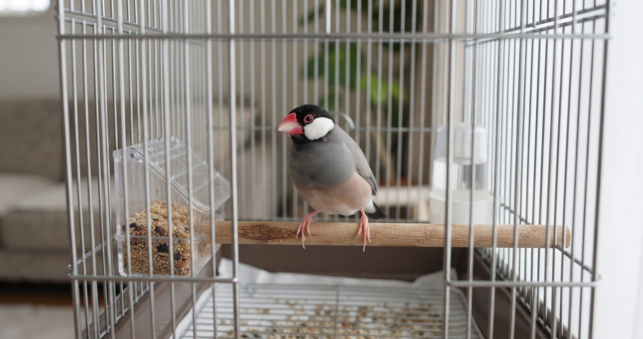 新品の鳥かごに止まり木とエサ入れがセットされ文鳥がとまっている写真