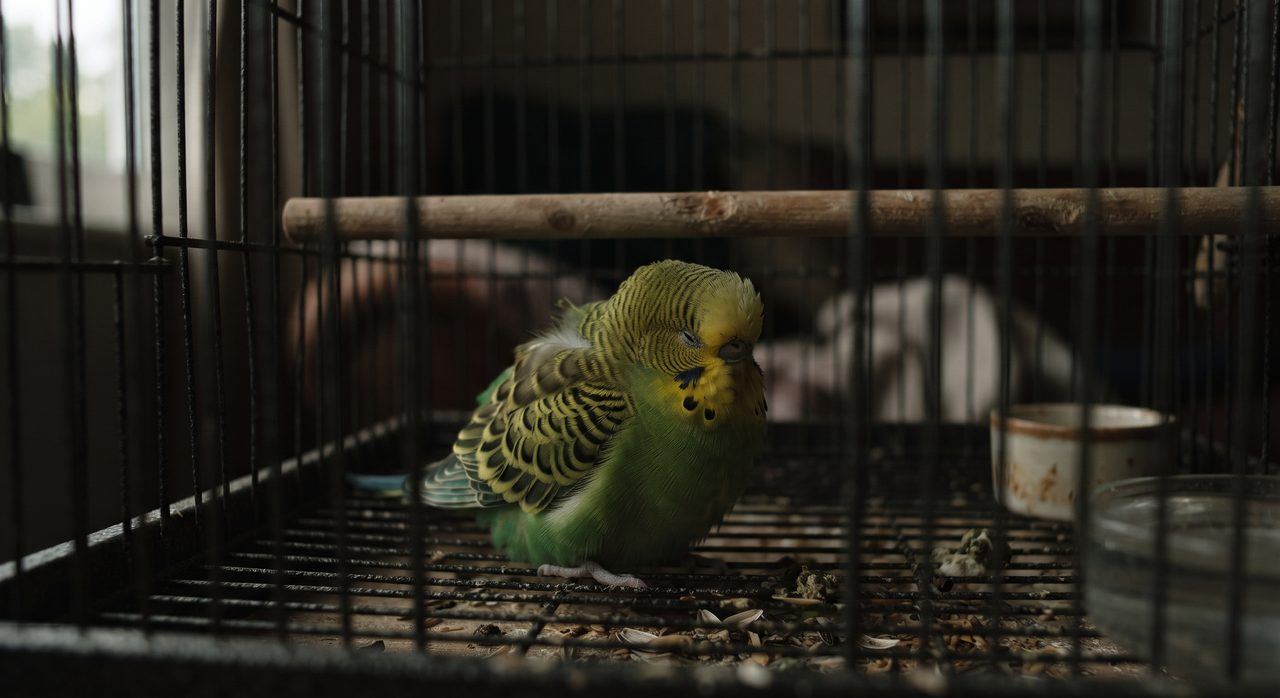 羽を膨らませてケージの底でじっとうずくまっている、元気のなさそうなセキセイインコの写真
