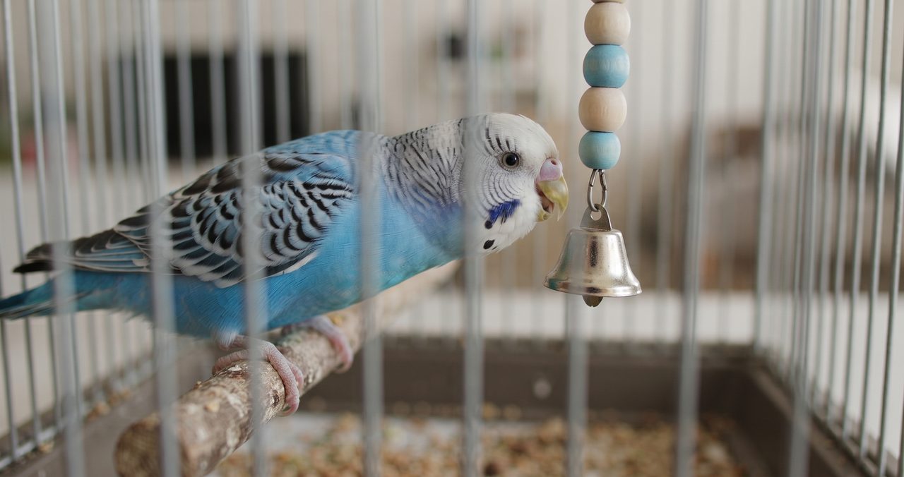 ケージの中でおもちゃに興味を示しているセキセイインコの様子
