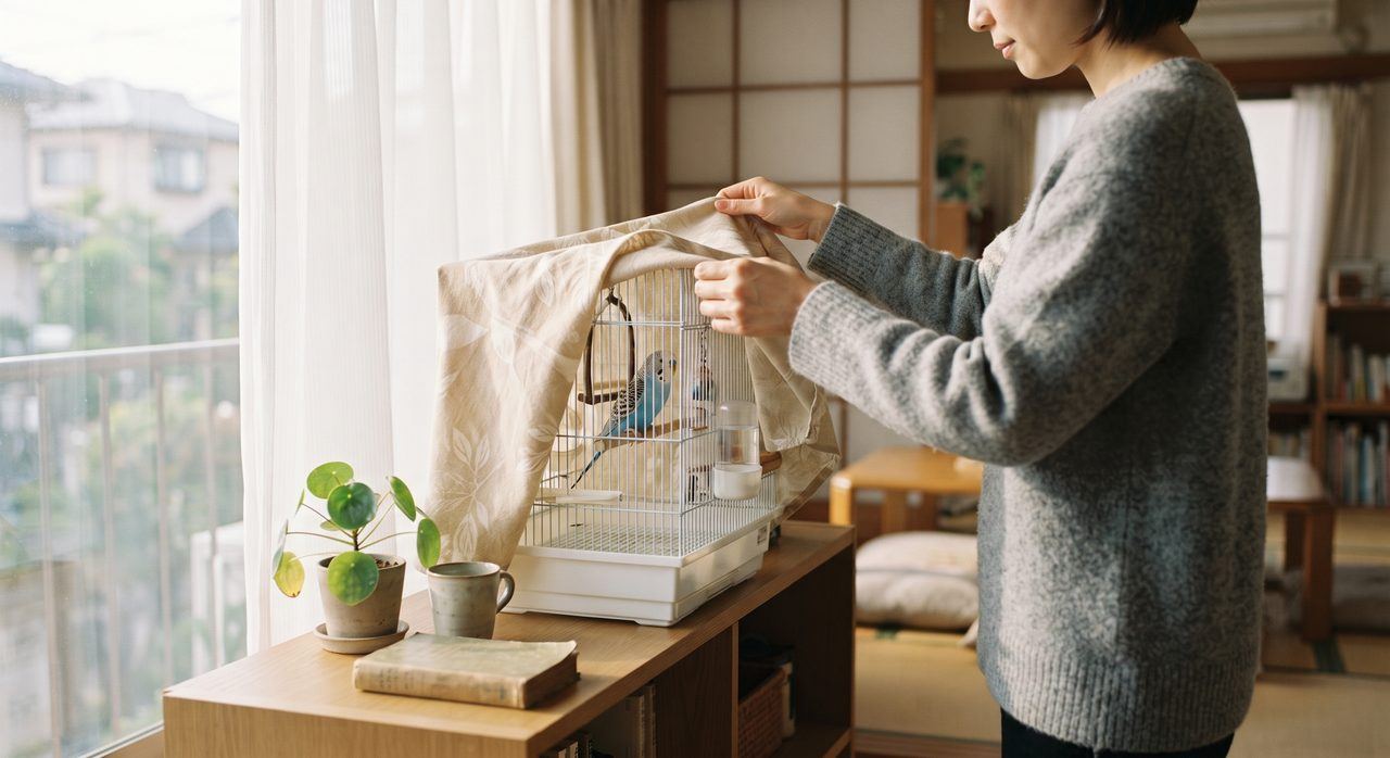 早朝の室内でケージにやさしくカバーをかけている飼い主とセキセイインコ
