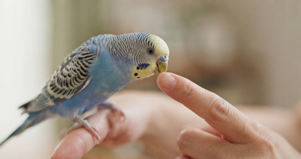 人の指にくちばしを近づけているセキセイインコの様子