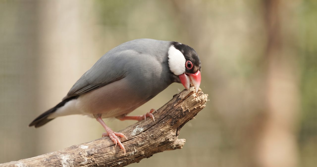 止まり木の上でくちばしをこすりつけて遊んでいる文鳥の様子