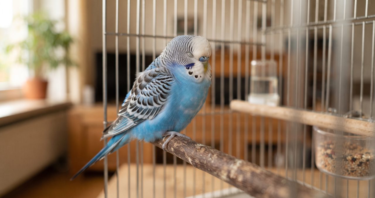 室内の明るいバードケージの中でセキセイインコが羽を休めてくつろいでいる写真
