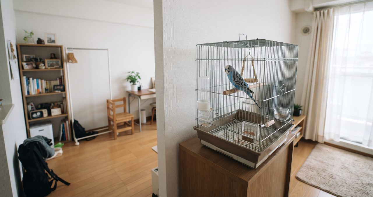 賃貸ワンルームの部屋の隅にバードケージが置かれセキセイインコが入っている生活感のある写真