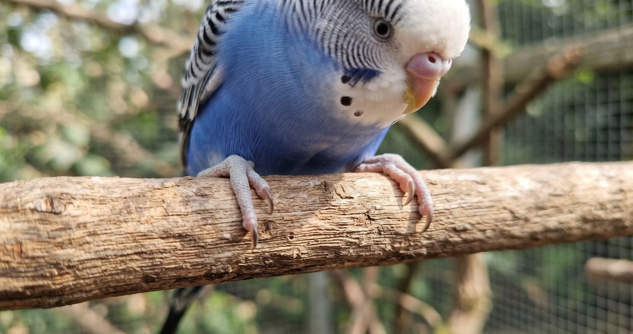 止まり木をしっかり握っているセキセイインコの足元のクローズアップ写真
