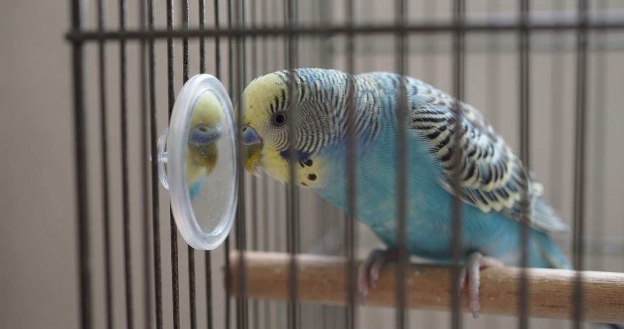 ケージ内の鏡のおもちゃに顔を近づけて頭を上下に動かしているセキセイインコのクローズアップ、発情期の行動サインを表す情景