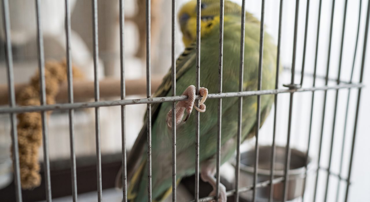 ケージの金属製の網目に伸びすぎた爪の先端が引っかかっているセキセイインコの足元のクローズアップ、爪切りが必要になるサインを表す情景