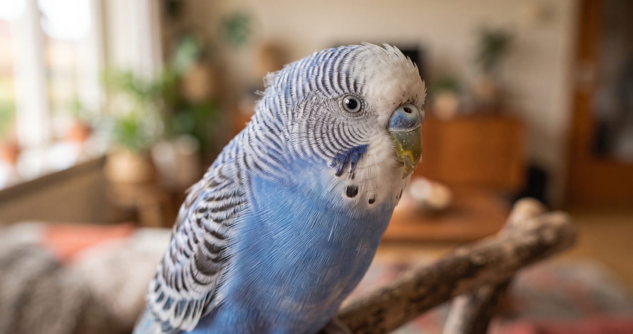 年老いたセキセイインコの顔のクローズアップ