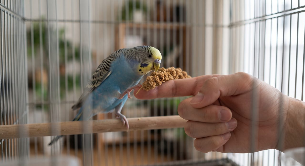 指の上に乗せた粟穂のエサに向かって、止まり木からセキセイインコが顔を近づけている指乗り練習の様子