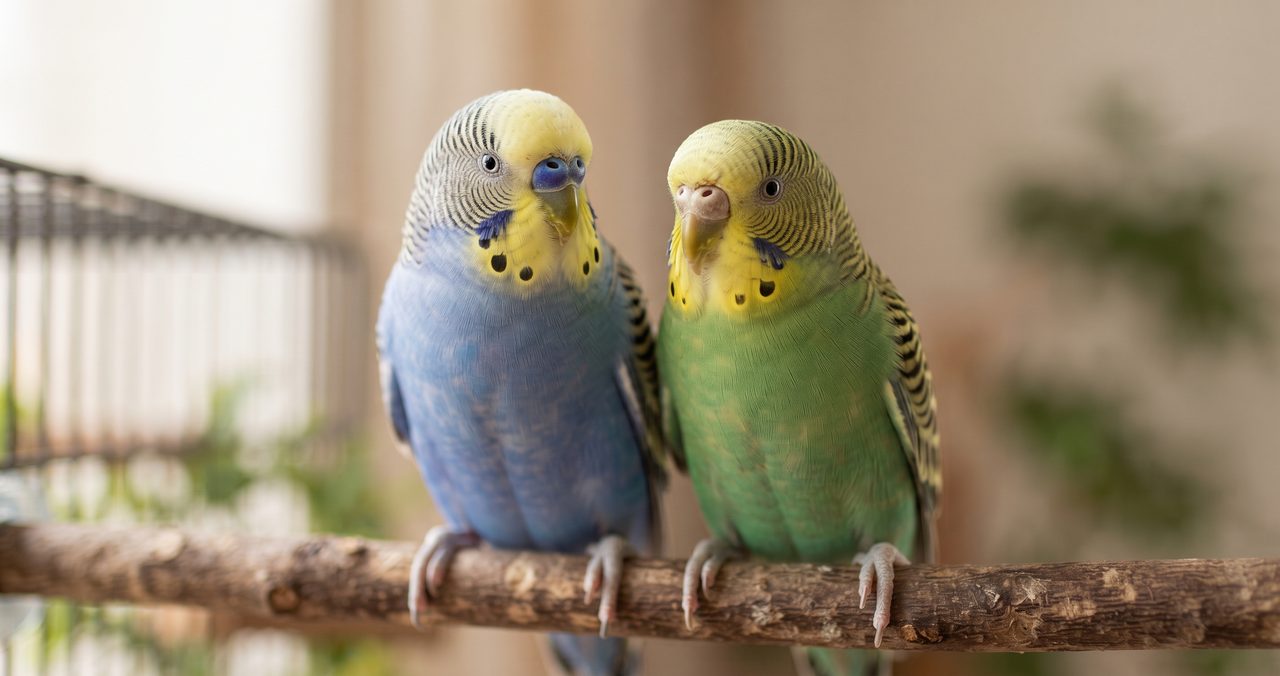 2羽のセキセイインコの蝋膜の色の違い、左は青紫色、右は白っぽい色