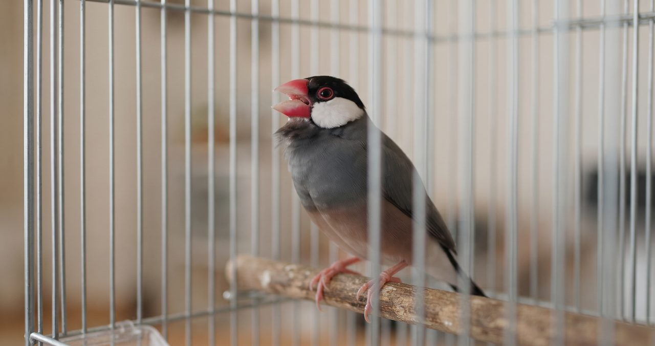 鳥かごの中でくちばしを開けてさえずる文鳥