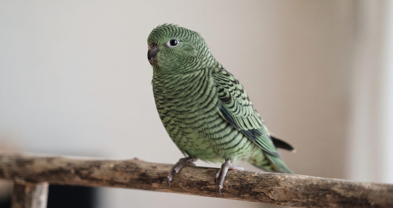 木の止まり木にとまったサザナミインコの全身写真、緑色の体全体に黒っぽく縁取られた細かい波状の横縞模様がある羽毛