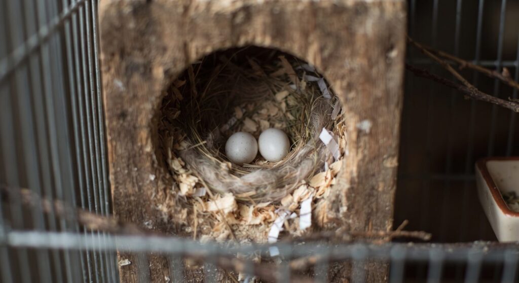 鳥かごの中の巣箱、柔らかい巣材の上に白い卵が2個並んで置かれている自然な情景