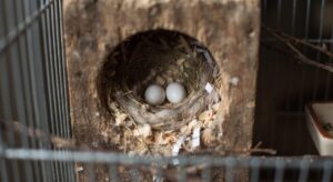 鳥かごの中の巣箱、柔らかい巣材の上に白い卵が2個並んで置かれている自然な情景