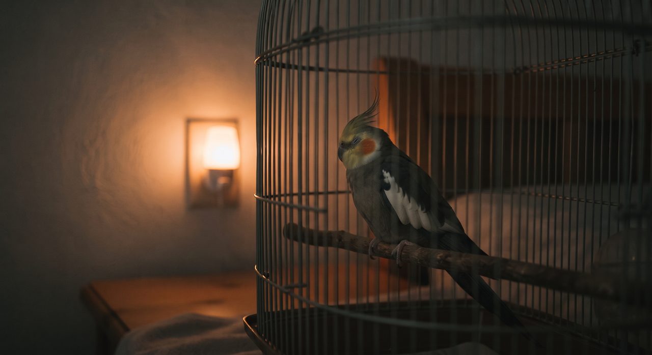 夜の室内、コンセント式の常夜灯が柔らかいオレンジ色の光を放ち、その薄明かりの中で鳥かごの止まり木にとまったオカメインコがうっすら見える様子